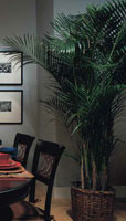 Lutron Pleasance